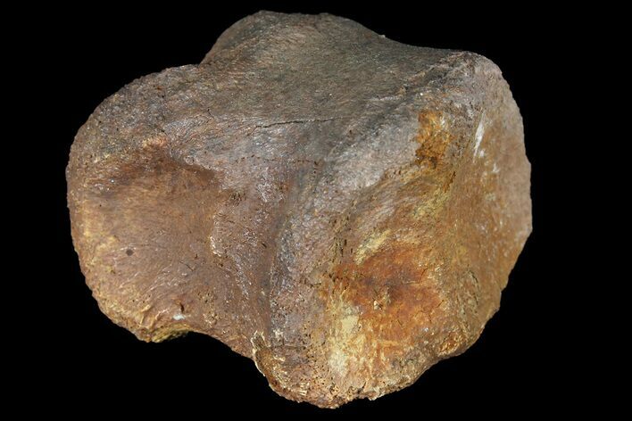 Pachycephalosaur Phalange (Toe Bone) - Montana #121969